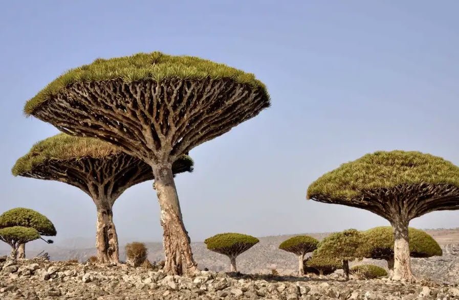 Socotra Dragon Trees, Socotra Island, Yemen
